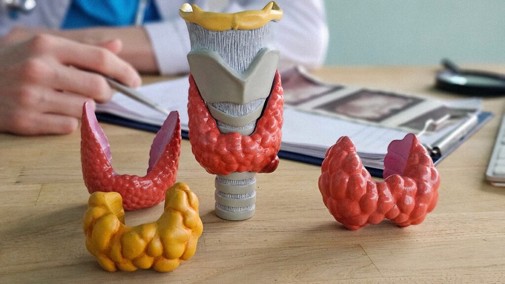 Modèles de la glande thyroïde et des structures adjacentes lors d'une consultation médicale dans un établissement de santé.